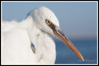 /album/galleria-foto-kenya/mg-1288-jpg/