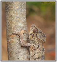 /album/galleria-foto-madagascar/m7h2745-jpg/