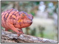 /album/galleria-foto-madagascar/m7h1664-jpg/