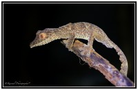 /album/galleria-foto-madagascar/m7h1770-jpg/