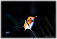 /album/galleria-foto-madagascar/m7h1784-jpg/